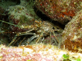 47 Spotted Lobster IMG 3756